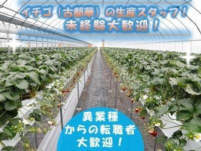 奈良県のブランドイチゴ「古都華(ことか)」を生産している農園です♪一緒にイチゴを育てませんか♪未経験歓迎！